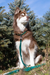 Siberian Spruce Waterproof Dog Leash