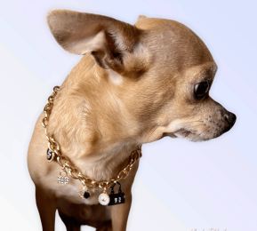 My Dainty Charm Necklace (Size: Large)