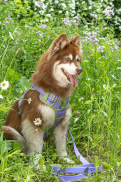 Lavender Garden Ultimate Dog Harness (Size: Medium)